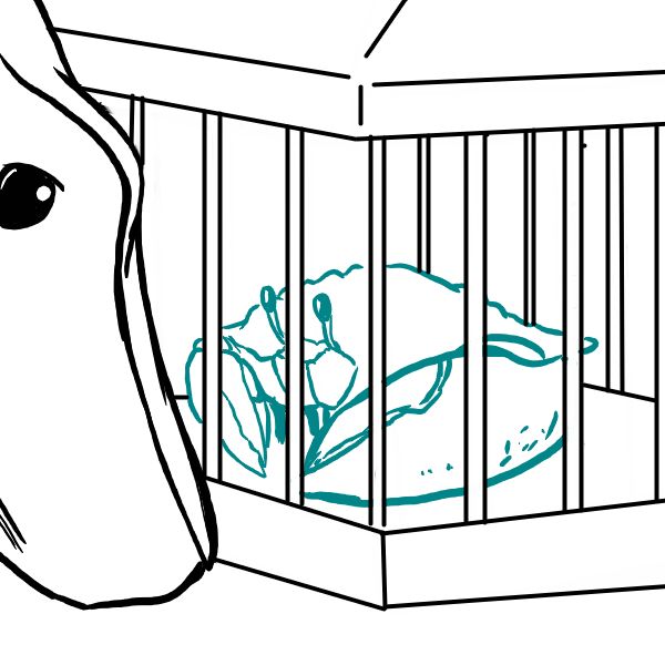 File:Binky shockercrab.jpg